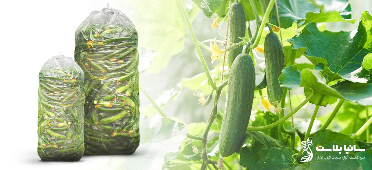 نایلون خیاری | قیمت نایلون خیاری | فروش نایلون خیاری | تولید نایلون خیاری | کیسه نایلون خیاری | تولیدی نایلون خیاری | سایز نایلون خیاری | پلاستیک خیاری قیمت | خرید پلاستیک خیاری | پلاستیک خیاری | وزن پلاستیک خیاری | سایز پلاستیک خیاری